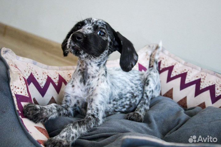 Щенки в добрые руки маленькой породы