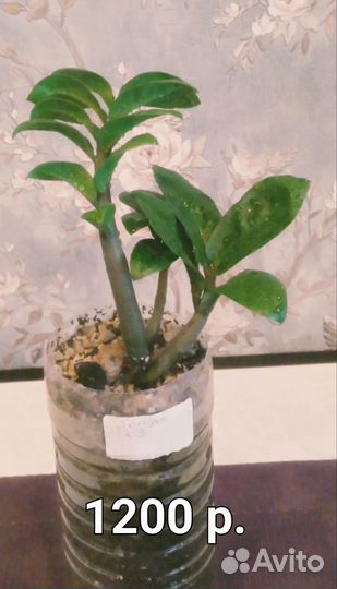 Замиокулькас зензи