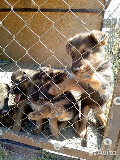 Щенки немецкой овчарки