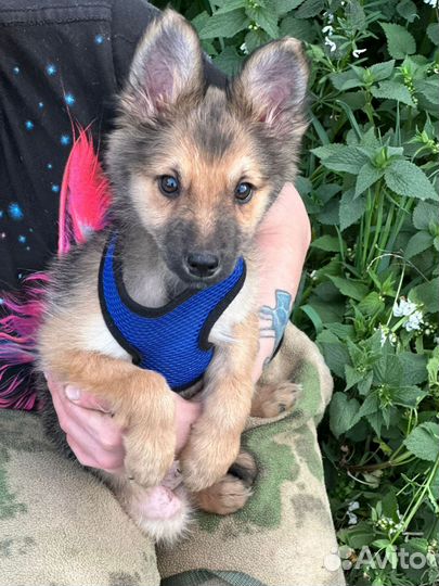 Собака, щенок