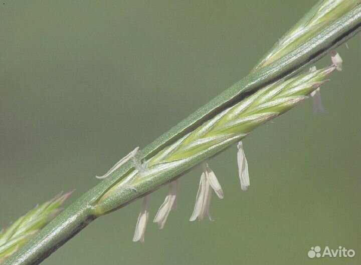 Семена Райграса пастбищного опт