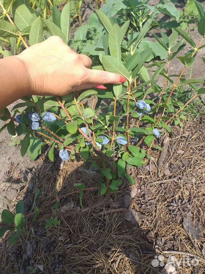 Жимолость Канадская опт Розница 25Сортов