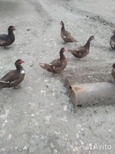 Мускусные утки