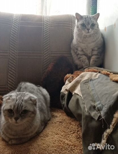 Кошка и кот