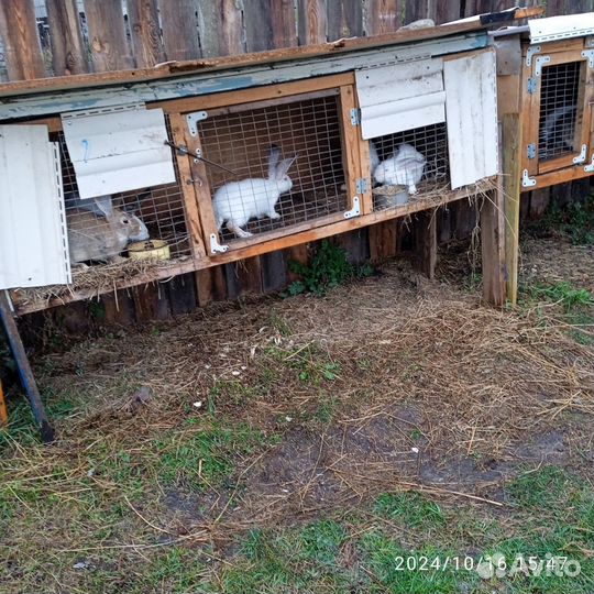 Кролики мясных пород