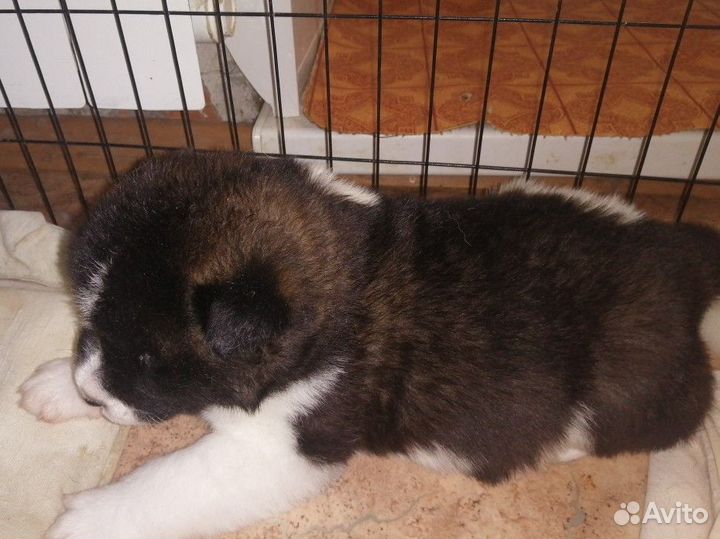 Щенки американской акиты