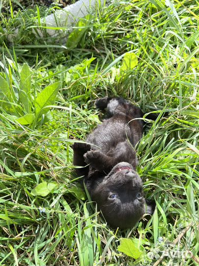 Собака в добрые руки щенок мальчик