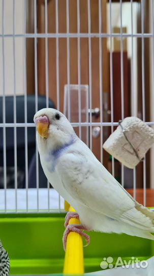Волнистые попугаи +2 клетки