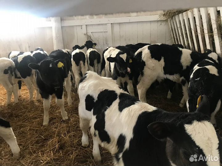 Бычки 1-3мес