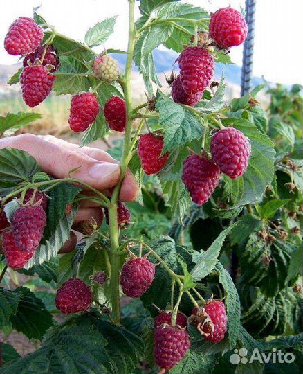 Саженцы малины, малинового дерева