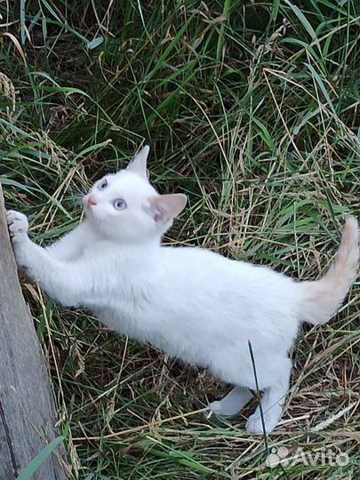 Котенок в добрые руки