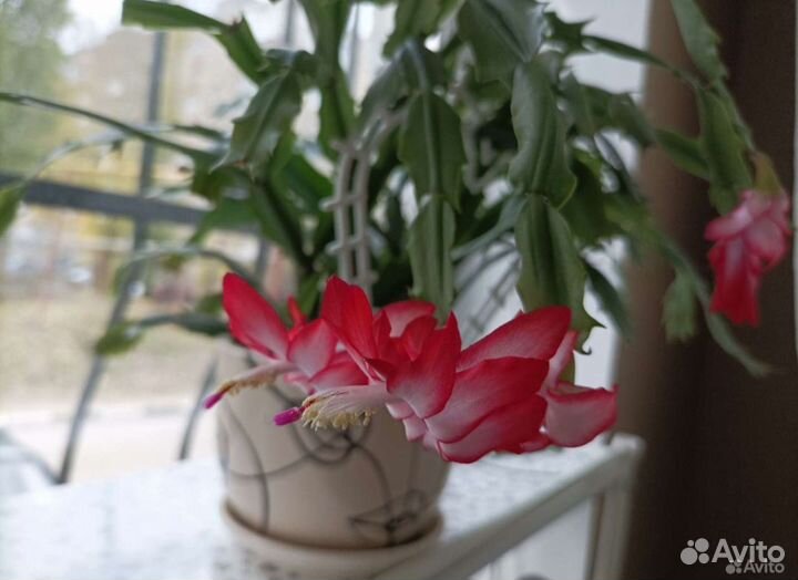 Комнатные цветы