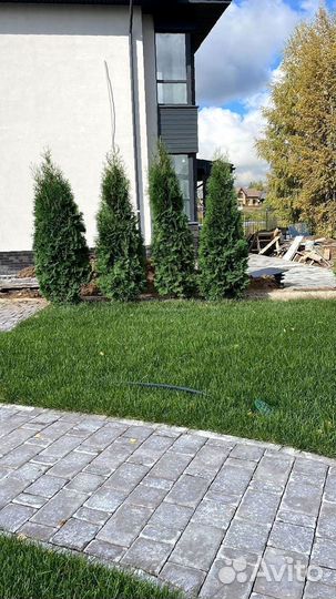 Туя Смарагд 200 см