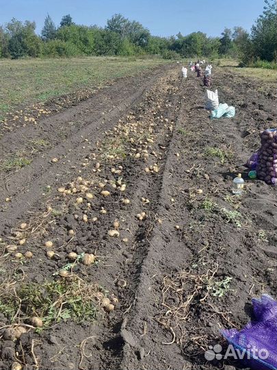 Продам картофель