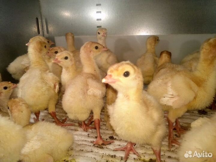 Индюшата биг 6