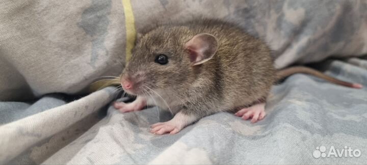 Крыса домашняя