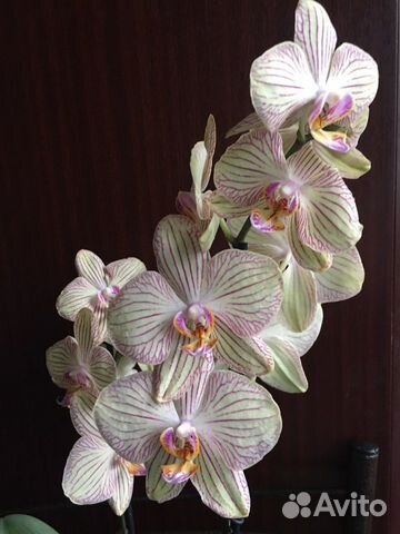 Орхидея фаленопсис « Торино»