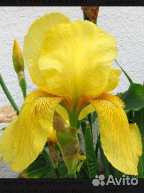 Цветы многолетники