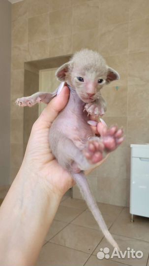 Ориентальные котята