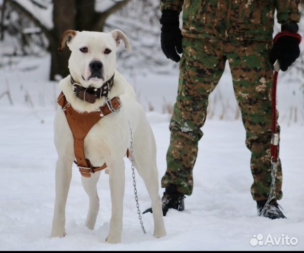 Метис аргентинского дога в приюте