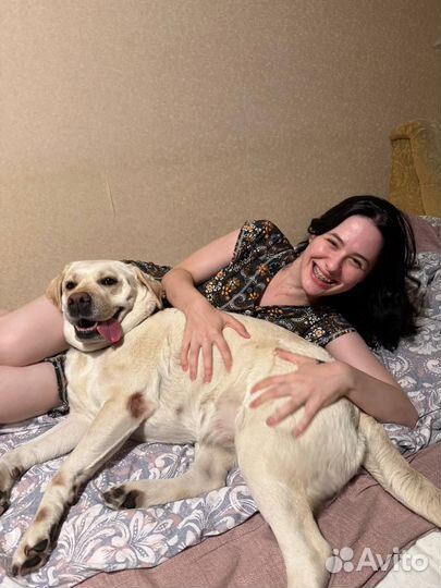 Передержка собак в домашних условиях СПб