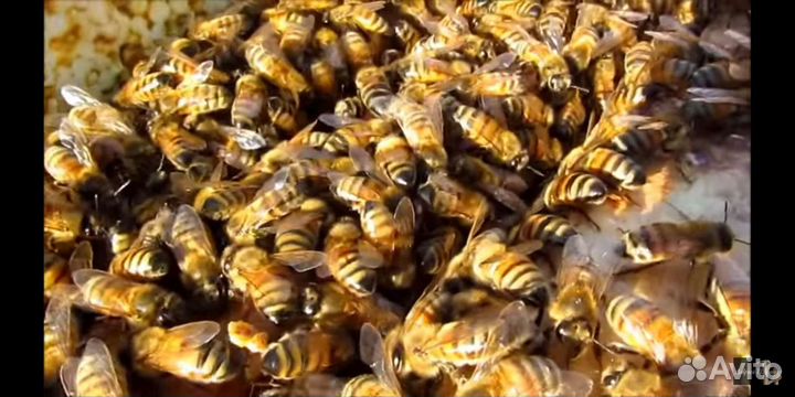 Продам пчелосемьи