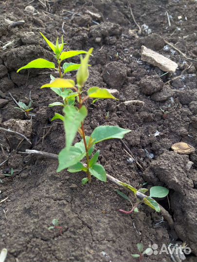 Урюк саженцы