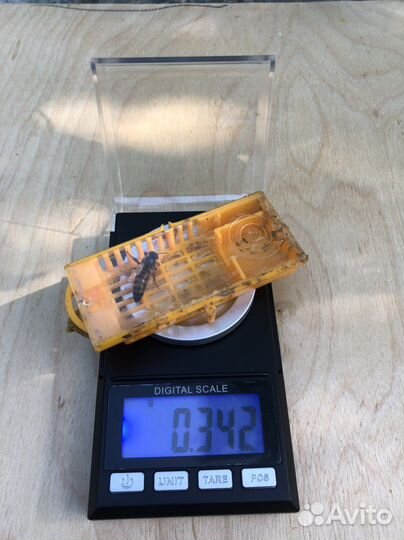 Матки и пчелопакеты карпатка. Вывод:Калязин