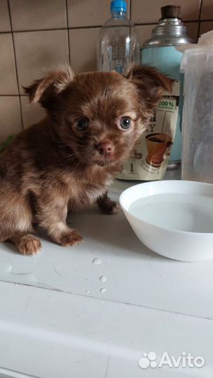 Продаются щенки чихуахуа