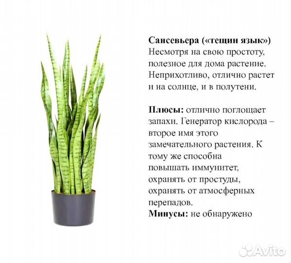 Сансевиерия