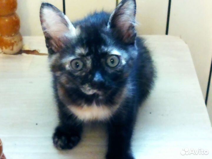 Отдам в добрые руки