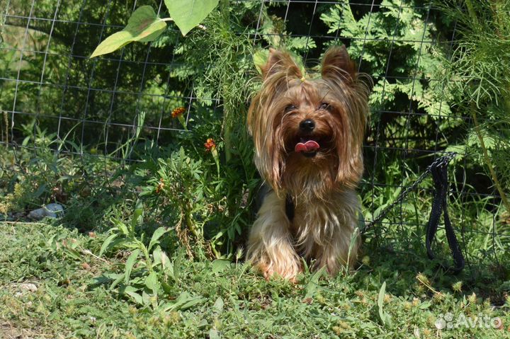 Йоркширский терьер. Вязка