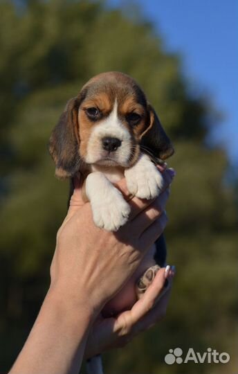 Бигль щенки