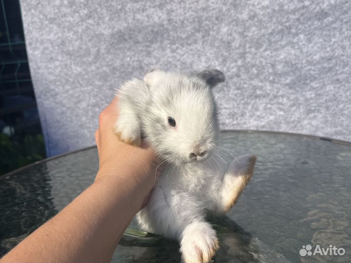 Карликовый кролик