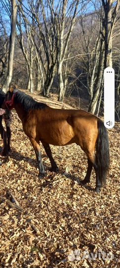 Продам жеребца (5 лет)