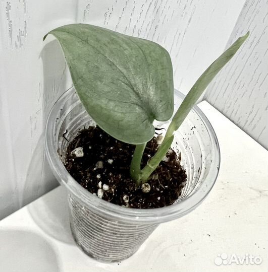 Сциндапсус Сильвер хиро