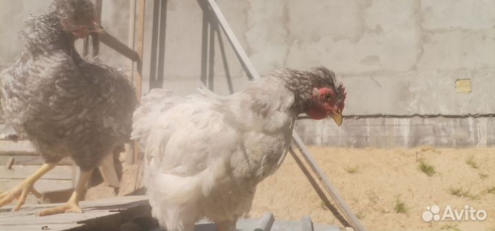 Петух, русская хохлатаяпорода