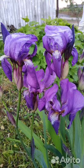 Ирис
