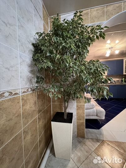 Фикус бенджамина большой