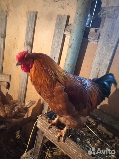 Молодые петушки