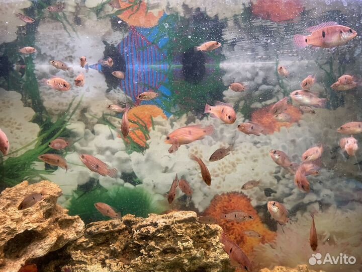 Рыбка хромис красавец