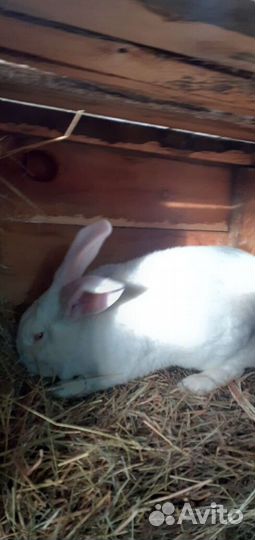 Кролики порода Белый Панон