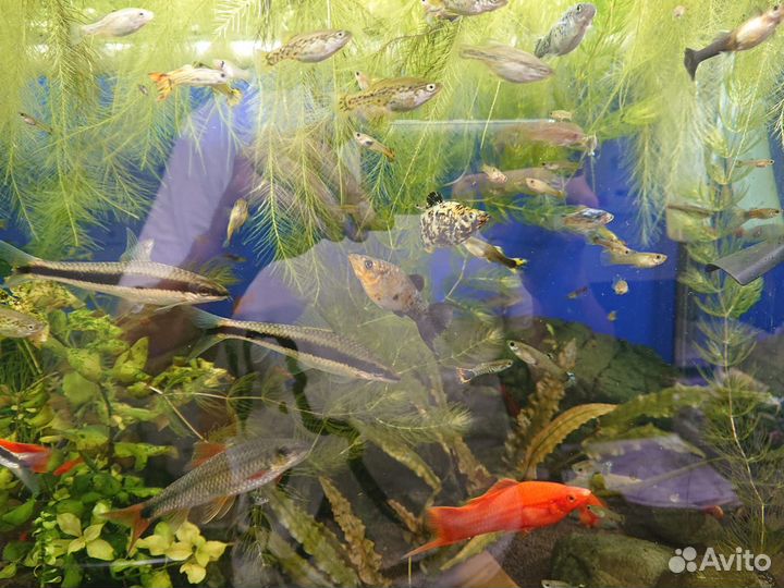 Рыбки аквариумные