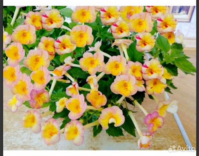 Ризомы Ахименесов