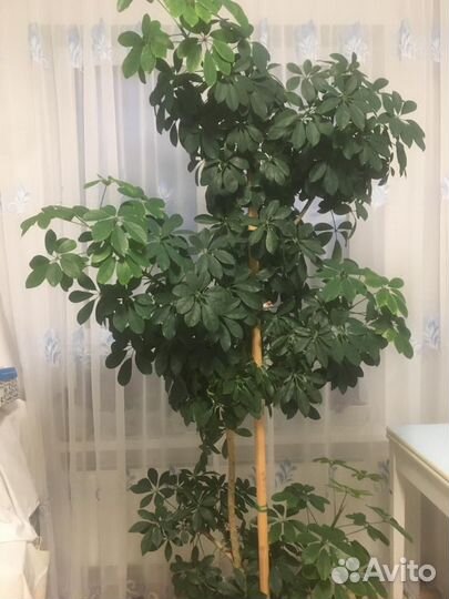 Комнатные цветы шефлера
