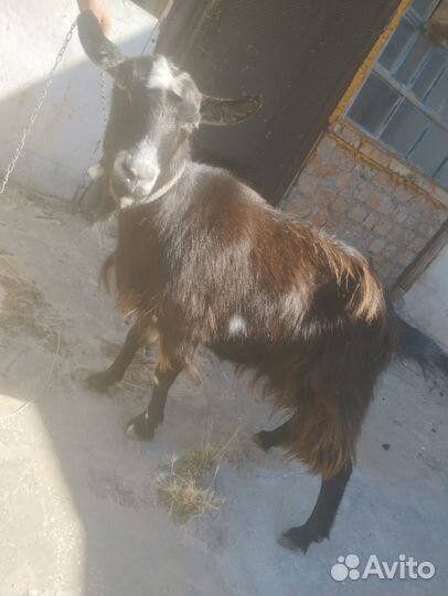 Коза дойная