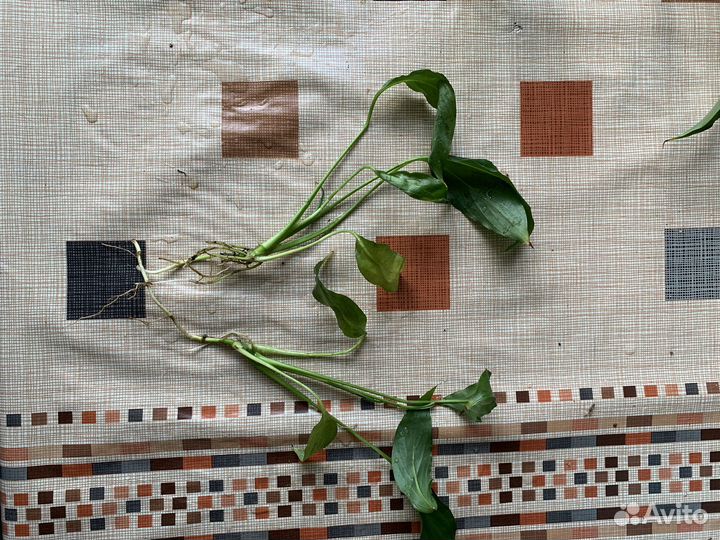 Спатифиллум детки