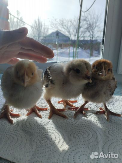Цыплята подрощенные