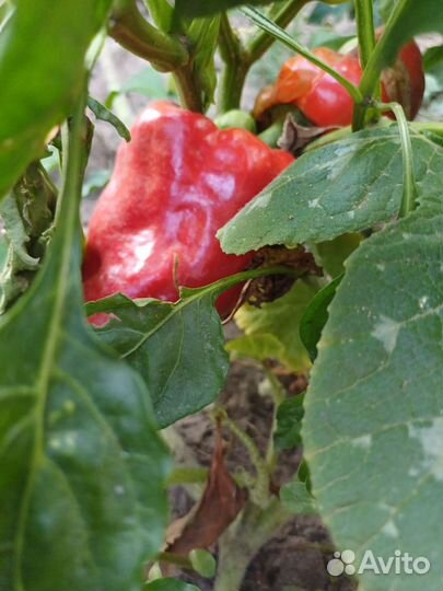Перец болгарский