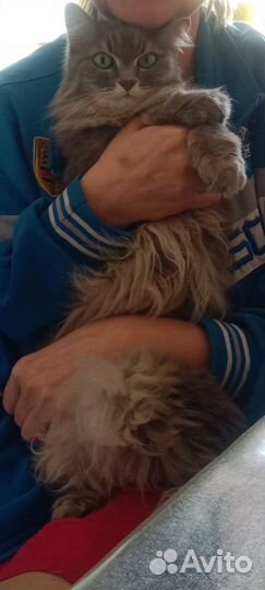 Взрослая кошка от хозяйки в добры руки